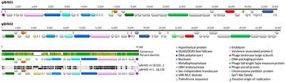 Toward Understanding Phage:Host Interactions in the Rumen; Complete Genome Sequences of Lytic Phages Infecting Rumen Bacteria